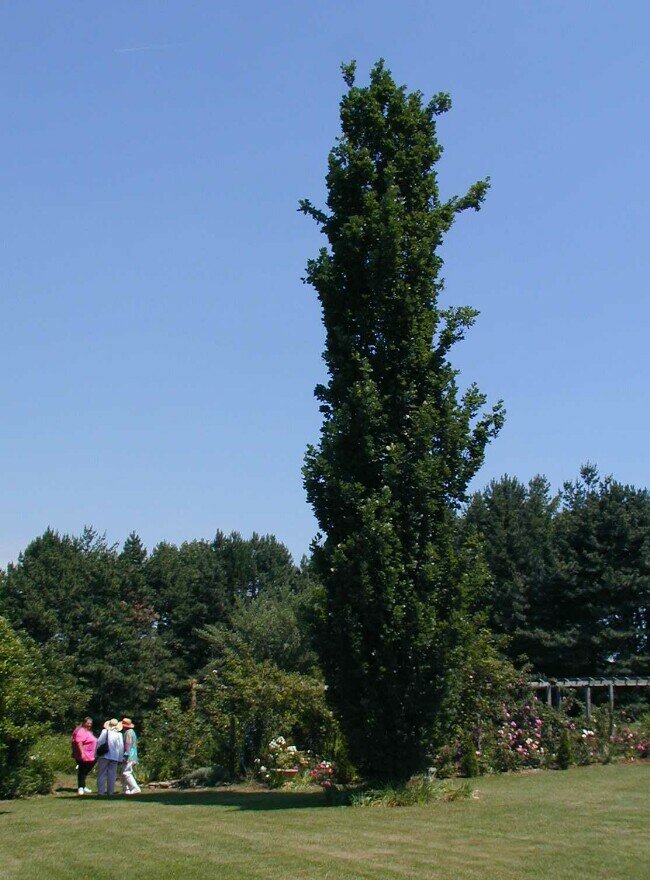 árboles columnares árbol columnar comlumna topiaria ejemplar aislado