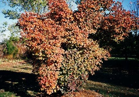 Cotinus coggyria 'Nordine' - fall color