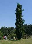 Tall oak near pergola